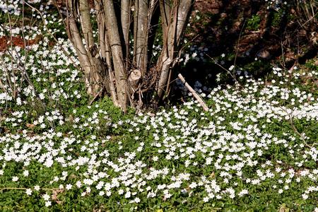 Woodlandhagen når hvitveis og gravmyrten blomstrer. Foto: Camilla Hesby Johnsen